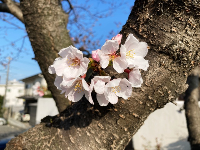 桜満開