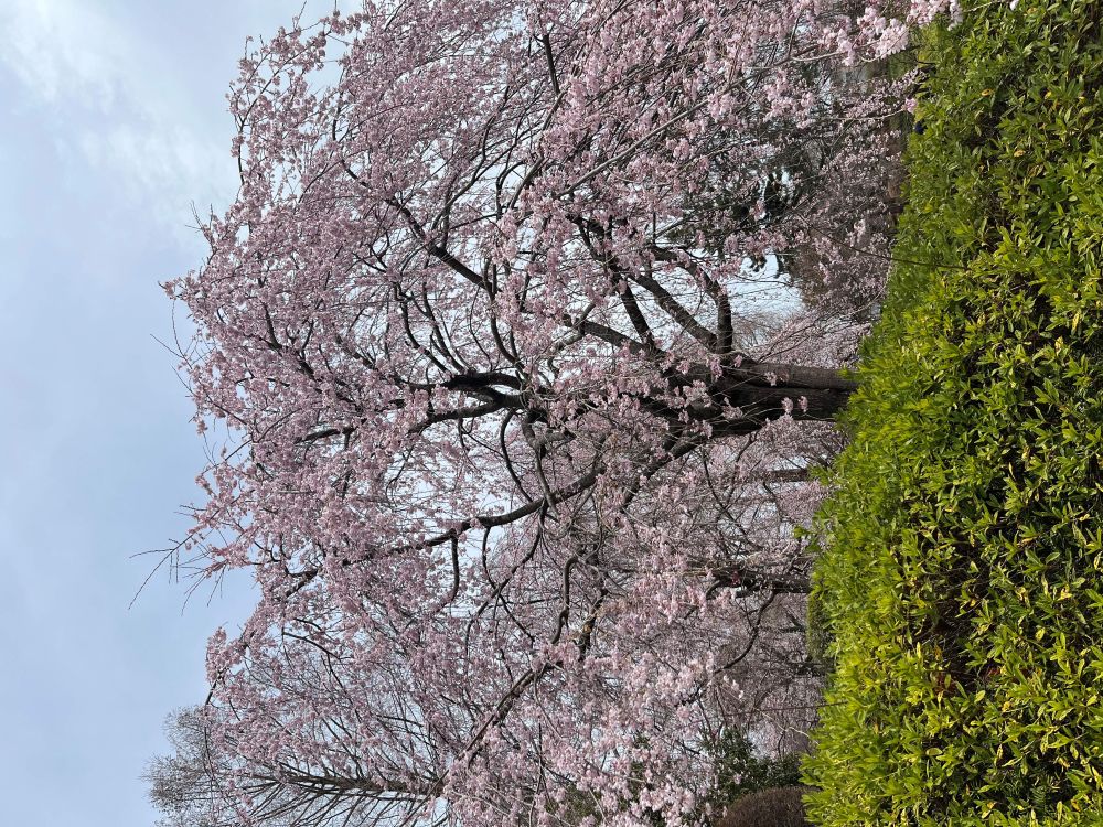 仙台・榴ヶ岡公園：歴史が紡ぐ桜の絶景